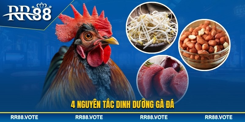 4 nguyên tắc dinh dưỡng gà đá cần nắm