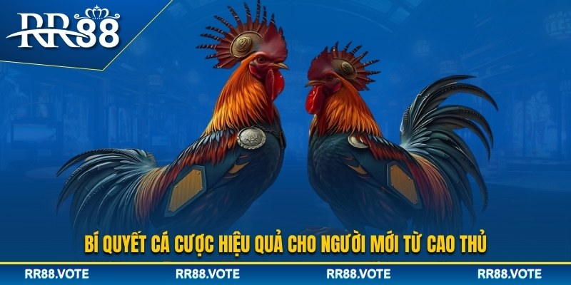 Bí quyết cá độ đá gà cựa dao