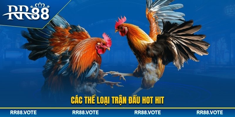 Các thể loại đá gà RR88 cung cấp