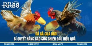 Đá gà cựa dao