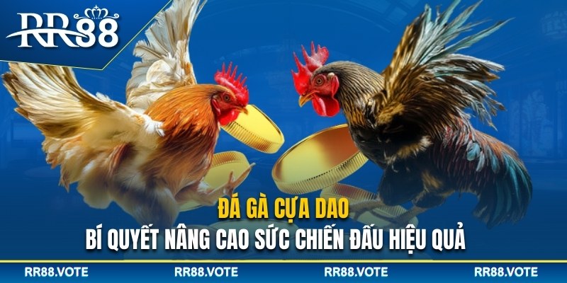 Đá gà cựa dao