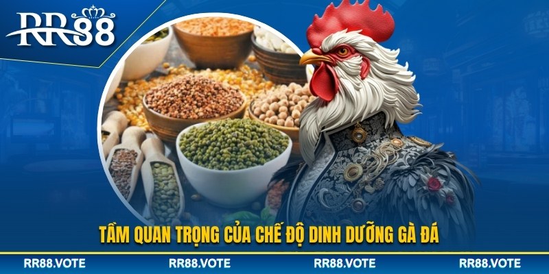 Tầm quan trọng của chế độ dinh dưỡng gà đá