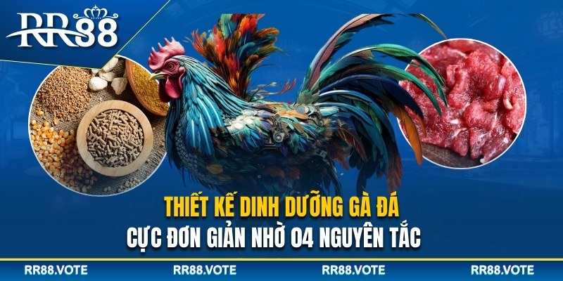 Dinh dưỡng gà đá